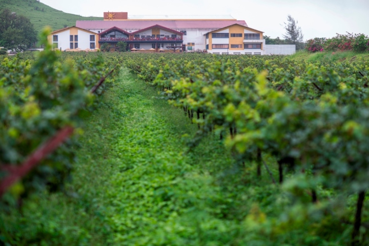 Sula Vineyards in the Monsoon