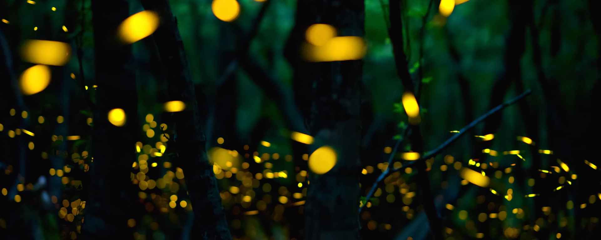 fireflies-nashik